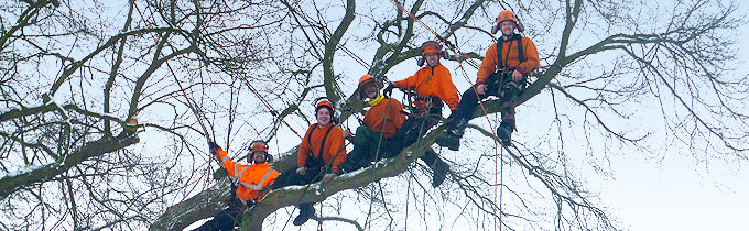 our somerset tree surgeons
